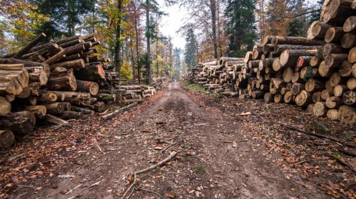 Вырубку 48 гектаров леса прокомментировали в акимате СКО
                12 октября 2021, 10:11