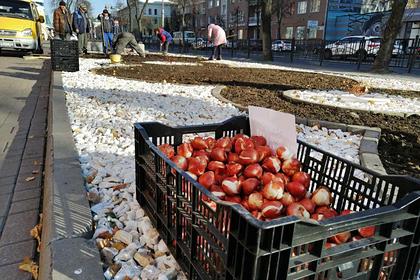 На улицах Курска высадили тысячи тюльпанов и крокусов