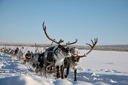 Российские ученые рассказали о суперсиле северных оленей