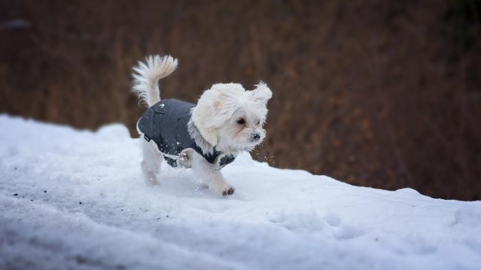Нужно ли одевать собак зимой, рассказали кинологи и ветеринары
                18 декабря 2021, 08:41