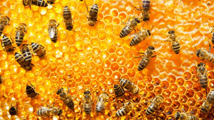 Миллионы пчел поместили на карантин в Австралии
                29 июня 2022, 20:11