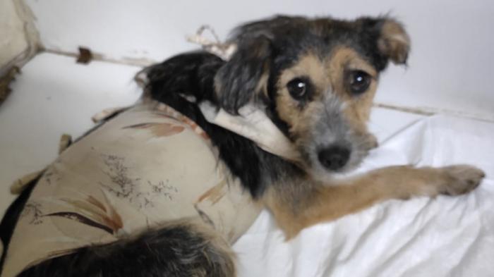 28 ножевых ранений: спасенной волонтерами собаке подарили будку в Караганде
                13 сентября 2022, 18:55