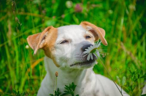 Карагандинку оштрафовали за то, что она с собакой прошла мимо высаженных цветов