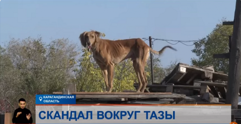 В Карагандинской области зоозащитники вступились за обитателей нелегального питомника собак породы тазы