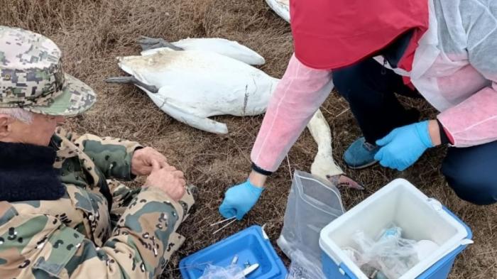 30 мертвых лебедей-шипунов обнаружили у озера в Мангистау
                27 декабря 2023, 09:15