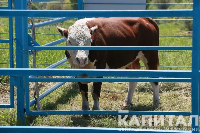 В Казахстане вводят запрет на вывоз маточного поголовья крупного и мелкого рогатого скота