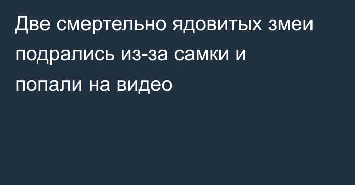 Две смертельно ядовитых змеи подрались из-за самки и попали на видео