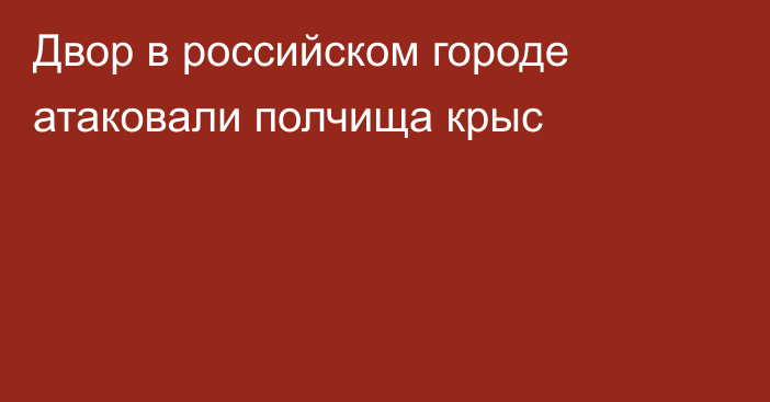 Двор в российском городе атаковали полчища крыс