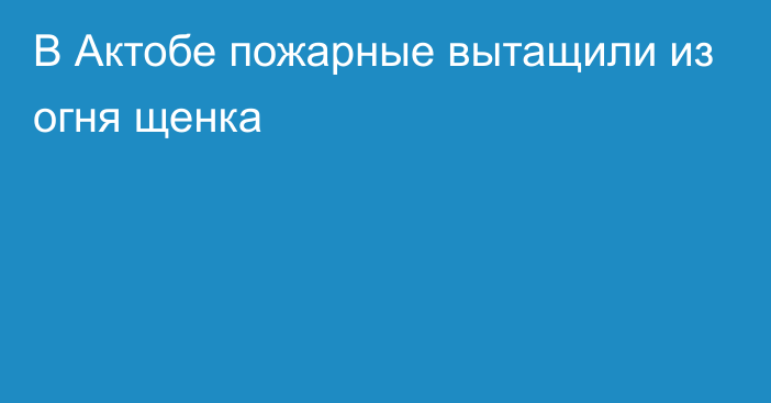 В Актобе пожарные вытащили из огня щенка