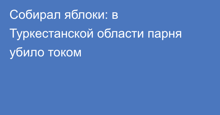 Собирал яблоки: в Туркестанской области парня убило током