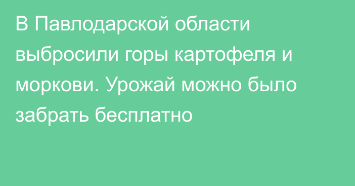 В Павлодарской области выбросили горы картофеля и моркови. Урожай можно было забрать бесплатно