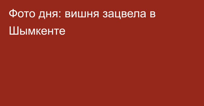 Фото дня: вишня зацвела в Шымкенте