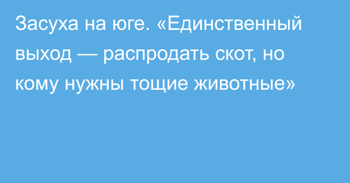 Засуха на юге. «Единственный выход — распродать скот, но кому нужны тощие животные»