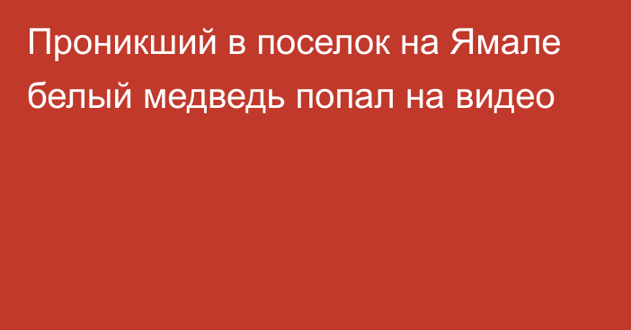 Проникший в поселок на Ямале белый медведь попал на видео