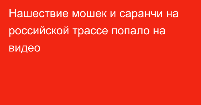 Нашествие мошек и саранчи на российской трассе попало на видео