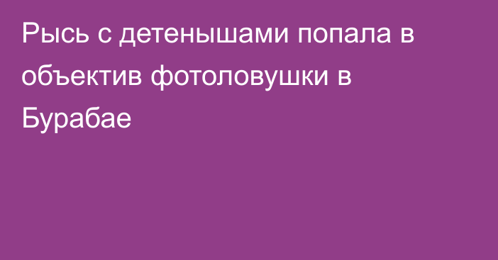 Рысь с детенышами попала в объектив фотоловушки в Бурабае