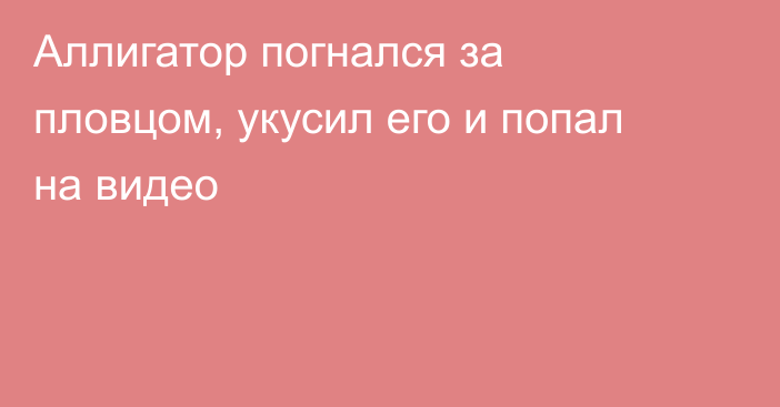 Аллигатор погнался за пловцом, укусил его и попал на видео