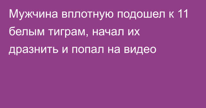 Мужчина вплотную подошел к 11 белым тиграм, начал их дразнить и попал на видео