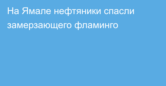 На Ямале нефтяники спасли замерзающего фламинго