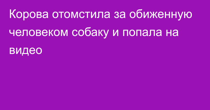 Корова отомстила за обиженную человеком собаку и попала на видео