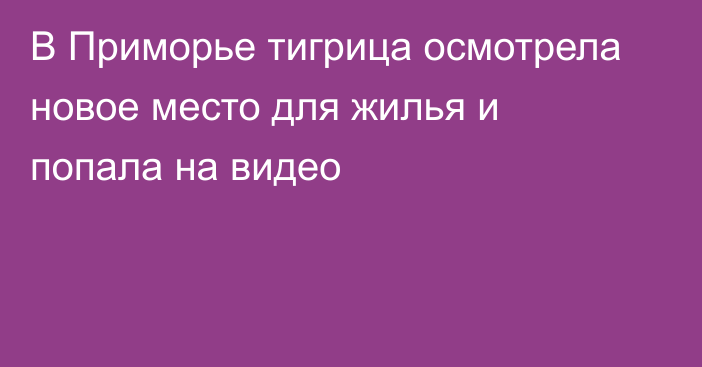 В Приморье тигрица осмотрела новое место для жилья и попала на видео