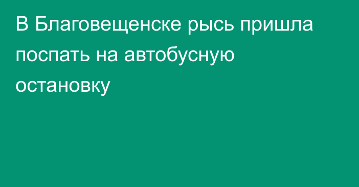 В Благовещенске рысь пришла поспать на автобусную остановку