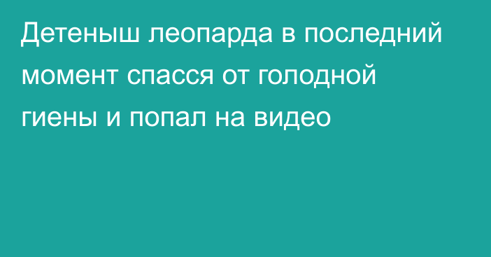 Детеныш леопарда в последний момент спасся от голодной гиены и попал на видео