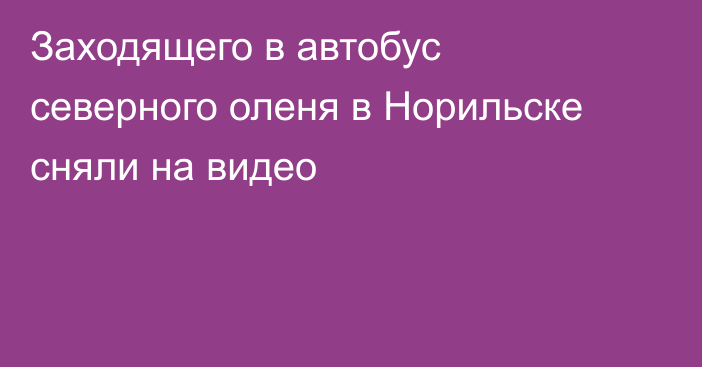 Заходящего в автобус северного оленя в Норильске сняли на видео