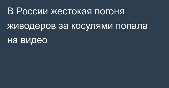 В России жестокая погоня живодеров за косулями попала на видео