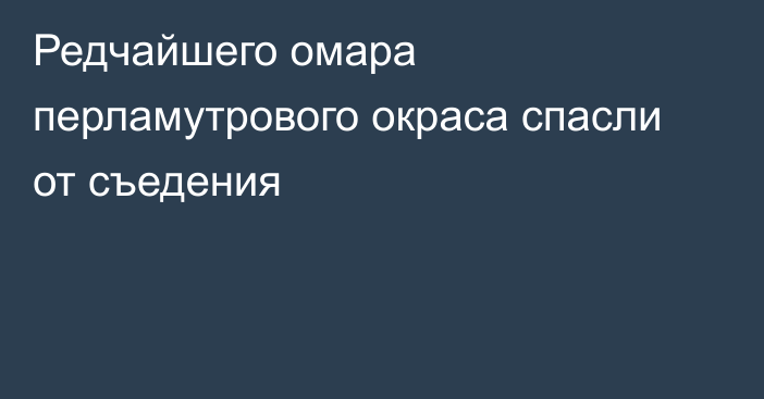 Редчайшего омара перламутрового окраса спасли от съедения