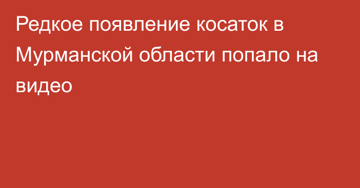 Редкое появление косаток в Мурманской области попало на видео