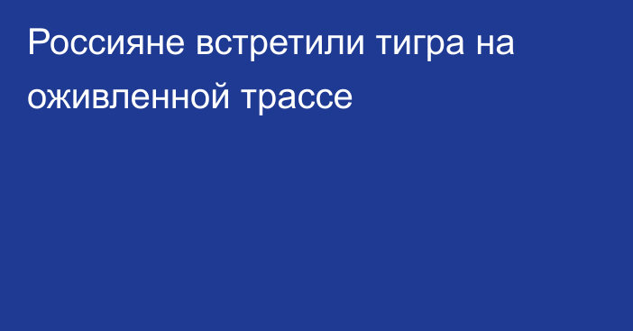 Россияне встретили тигра на оживленной трассе