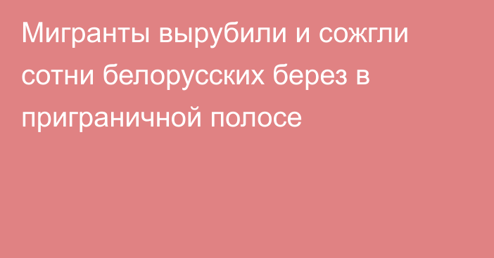 Мигранты вырубили и сожгли сотни белорусских берез в приграничной полосе