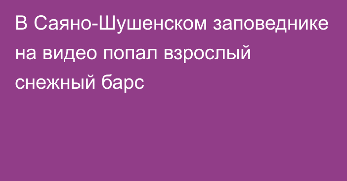 В Саяно-Шушенском заповеднике на видео попал взрослый снежный барс