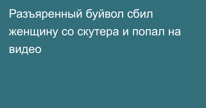 Разъяренный буйвол сбил женщину со скутера и попал на видео