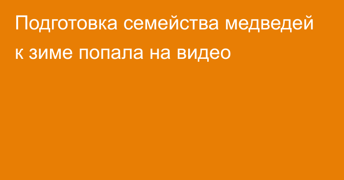 Подготовка семейства медведей к зиме попала на видео