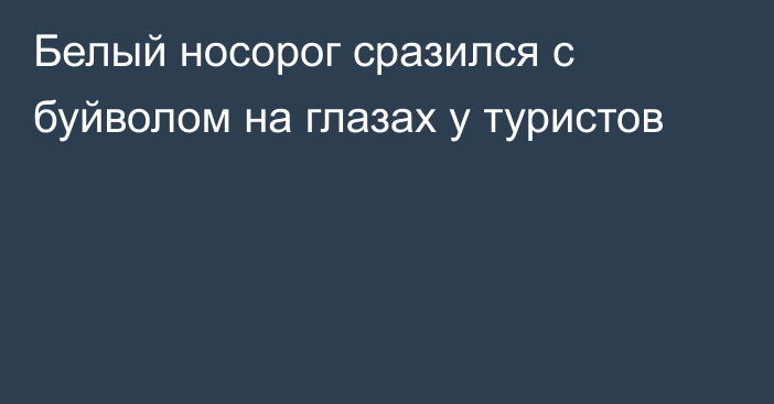 Белый носорог сразился с буйволом на глазах у туристов