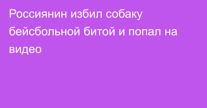 Россиянин избил собаку бейсбольной битой и попал на видео