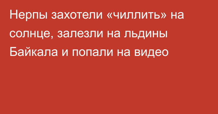 Нерпы захотели «чиллить» на солнце, залезли на льдины Байкала и попали на видео