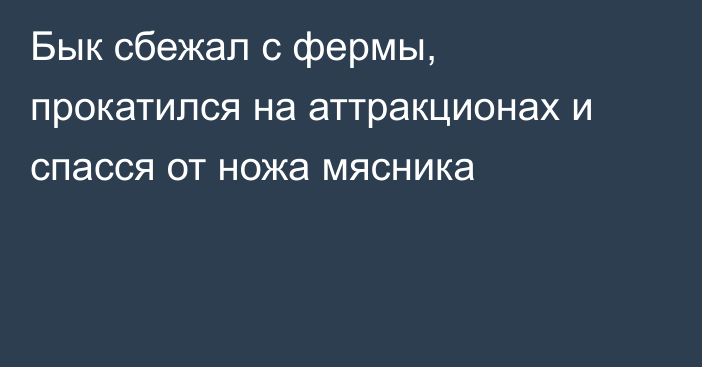 Бык сбежал с фермы, прокатился на аттракционах и спасся от ножа мясника