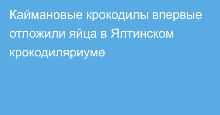 Каймановые крокодилы впервые отложили яйца в Ялтинском крокодиляриуме