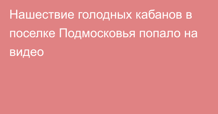 Нашествие голодных кабанов в поселке Подмосковья попало на видео