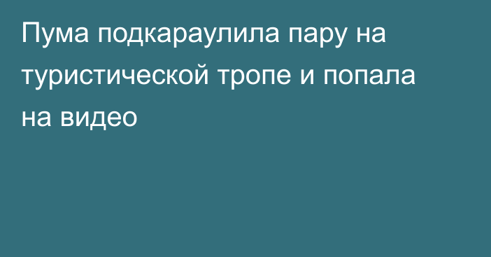 Пума подкараулила пару на туристической тропе и попала на видео