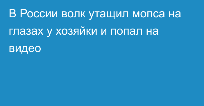 В России волк утащил мопса на глазах у хозяйки и попал на видео