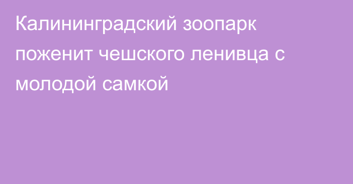 Калининградский зоопарк поженит чешского ленивца с молодой самкой