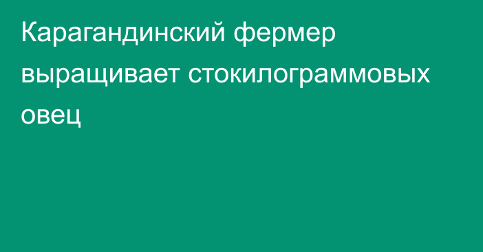 Карагандинский фермер выращивает стокилограммовых овец