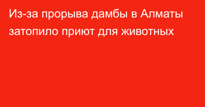 Из-за прорыва дамбы в Алматы затопило приют для животных