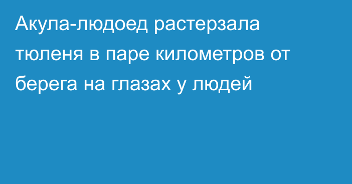 Акула-людоед растерзала тюленя в паре километров от берега на глазах у людей