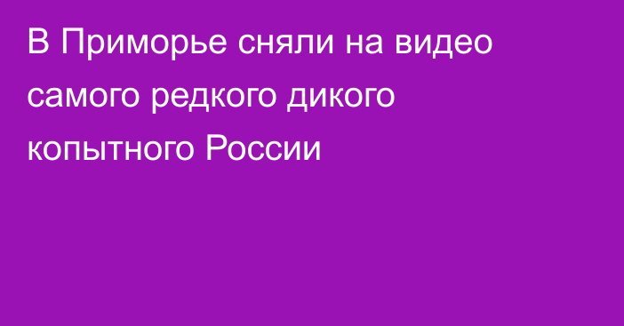 В Приморье сняли на видео самого редкого дикого копытного России