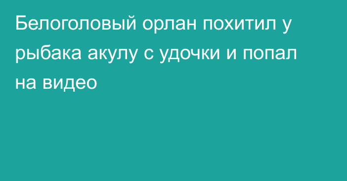 Белоголовый орлан похитил у рыбака акулу с удочки и попал на видео